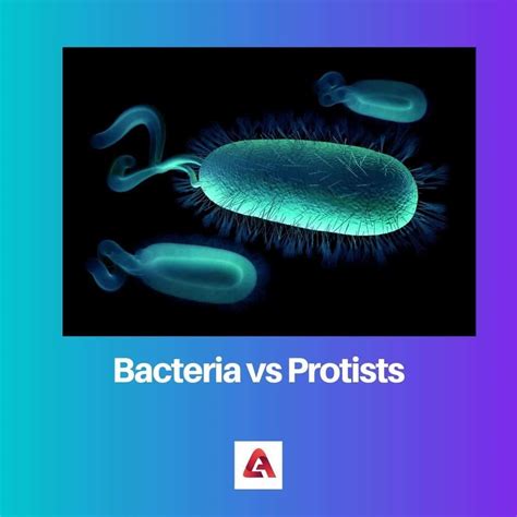 how are protists similar to bacteria how are they different